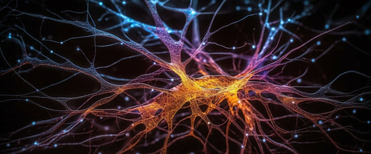Central Sensitisation: When the Nervous System Becomes Hyper-Reactive
